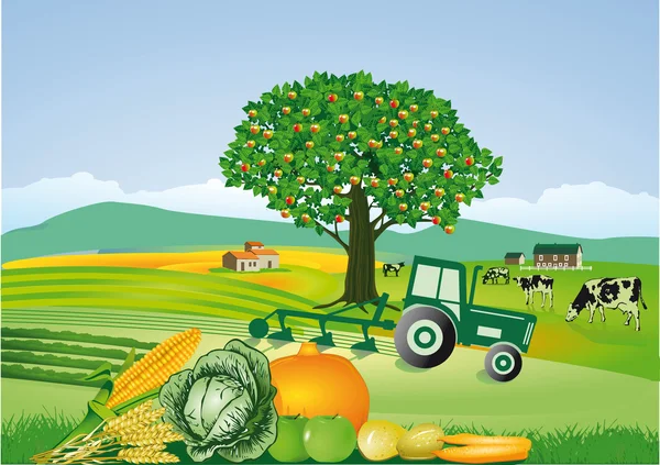 Imagem do campo